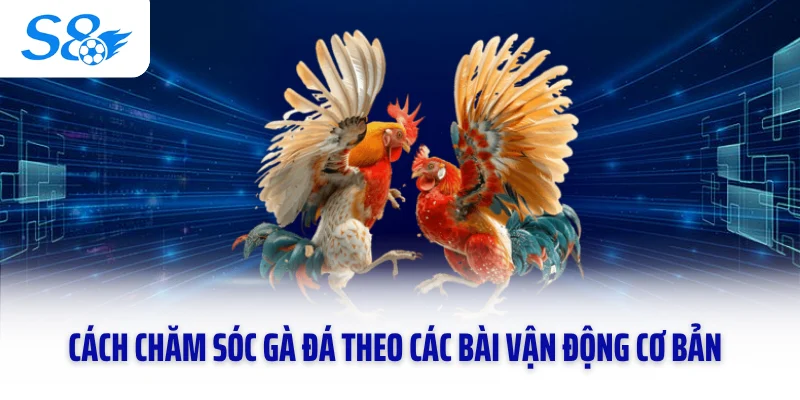 Cách chăm sóc gà đá theo các bài vận động cơ bản
